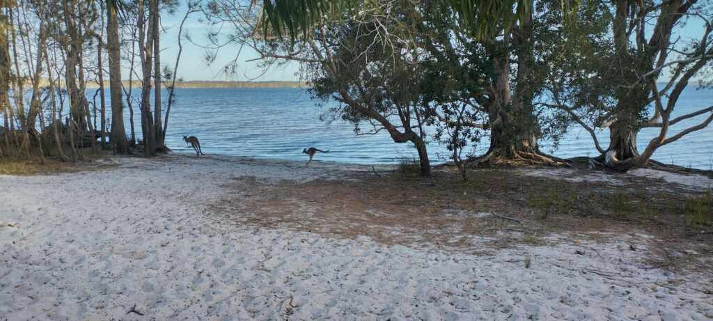 Kangaroos jumping on the beach